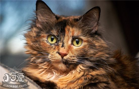 猫藓是什么 猫咪得了猫藓需要注意什么(图1)