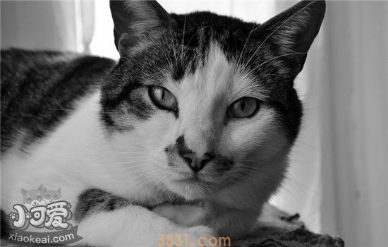 猫藓是什么 猫咪得了猫藓需要注意什么(图2)