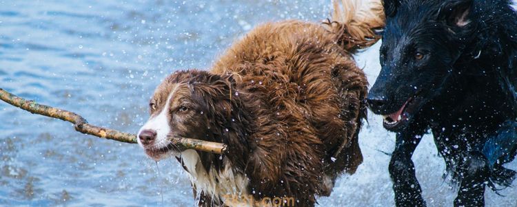 对主人最忠诚的狗有哪些 这些做护卫犬最合适!(图1)