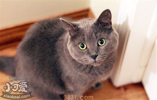 猫咪结膜炎的症状是什么 猫咪得了结膜炎要怎么治疗(图1)