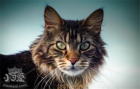 猫咪为什么会得结膜炎 猫咪得结膜炎的原因你知道了吗(图1)