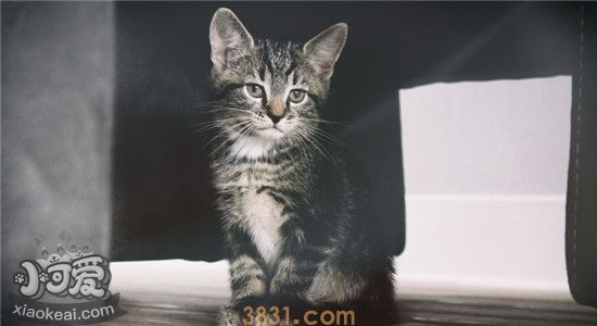 猫喜欢的环境是什么 给猫一个好的环境需要注意什么(图1)