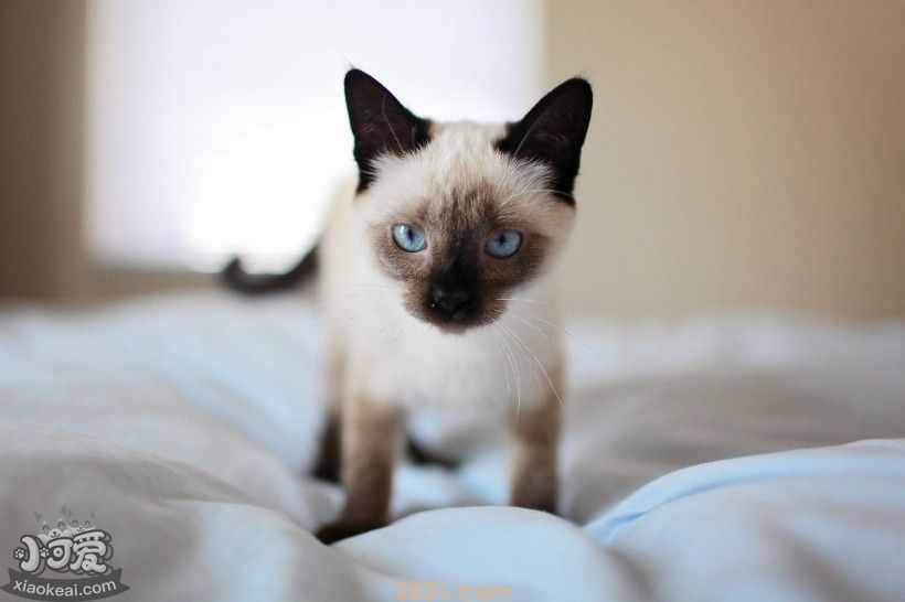 猫喜欢的环境是什么 给猫一个好的环境需要注意什么(图2)
