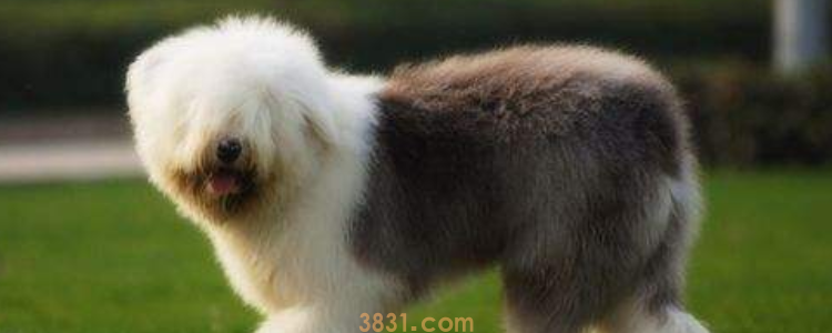 古牧为什么是禁养犬 这种禁养犬饲养方法也是很关键的!(图1)