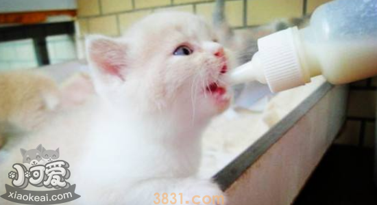 小猫多大驱虫和打疫苗 有什么注意事项(图2)
