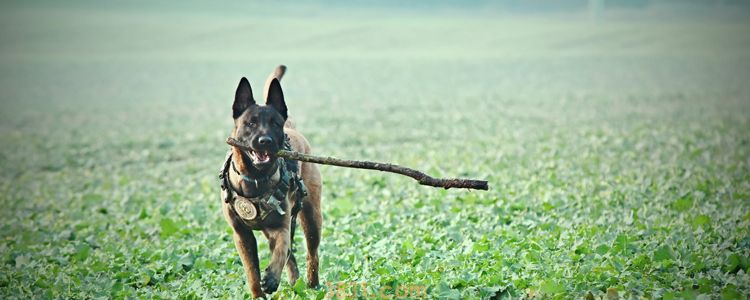 中国本土狼犬介绍 这四大狼犬护卫能力邻居都怕(图1)