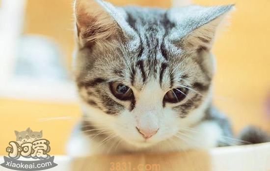 怎么训练猫咪不上桌 试试这三个方法(图1)