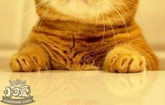 怎么训练猫咪不上桌 试试这三个方法(图2)