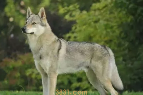 世界十大禁养猛犬图片 这些狗狗吓到你了吗?(图1)