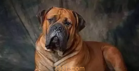 世界十大禁养猛犬图片 这些狗狗吓到你了吗?(图3)