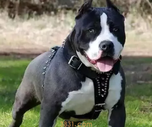 世界十大禁养猛犬图片 这些狗狗吓到你了吗?(图2)