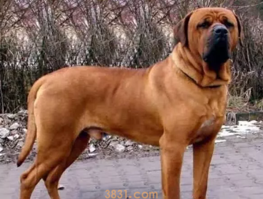 世界十大禁养猛犬图片 这些狗狗吓到你了吗?(图4)