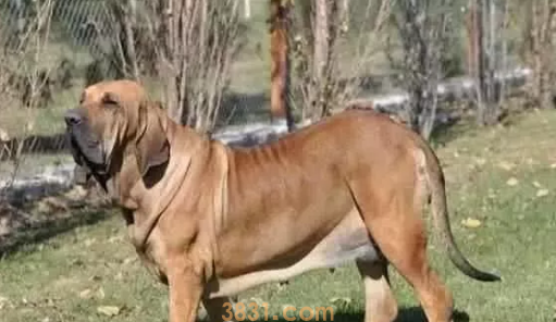 世界十大禁养猛犬图片 这些狗狗吓到你了吗?(图5)