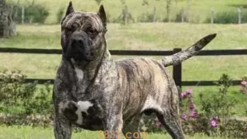 世界十大禁养猛犬图片 这些狗狗吓到你了吗?(图6)