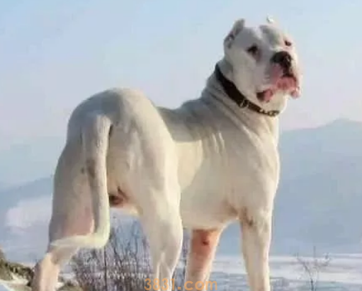 世界十大禁养猛犬图片 这些狗狗吓到你了吗?(图7)