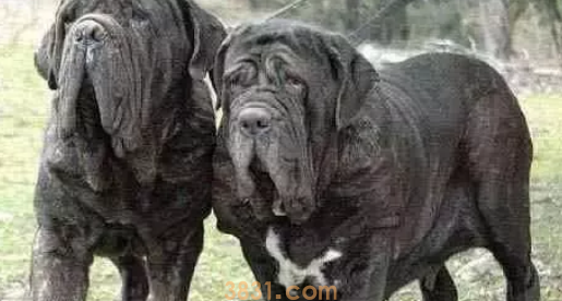 世界十大禁养猛犬图片 这些狗狗吓到你了吗?(图8)