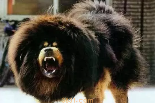 世界十大禁养猛犬图片 这些狗狗吓到你了吗?(图10)