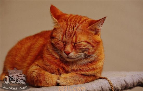 猫咪肥胖容易得什么病 猫咪肥胖该如何减肥(图1)