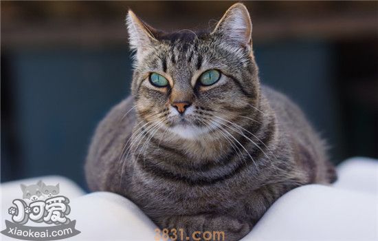 猫咪肥胖容易得什么病 猫咪肥胖该如何减肥(图2)