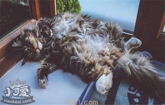 夏天给猫剃毛好吗 什么情况能给猫剃毛(图1)