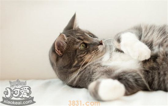 夏天给猫剃毛好吗 什么情况能给猫剃毛(图2)