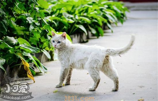 猫咪疼痛的四大表现 主人千万不能掉以轻心(图1)