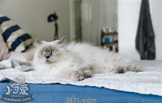 猫咪疼痛的四大表现 主人千万不能掉以轻心(图2)