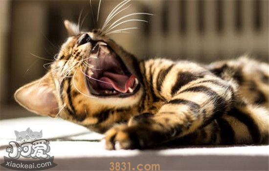 猫应激反应的症状是什么 以下这三种症状你了解了吗(图1)