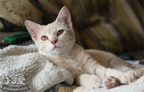 猫应激反应的症状是什么 以下这三种症状你了解了吗(图2)