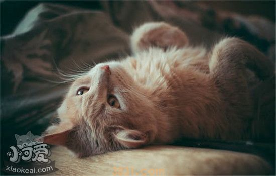 猫应激反应的症状是什么 以下这三种症状你了解了吗(图3)