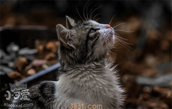 猫应激反应会死吗 猫为什么会出现应激反应(图2)