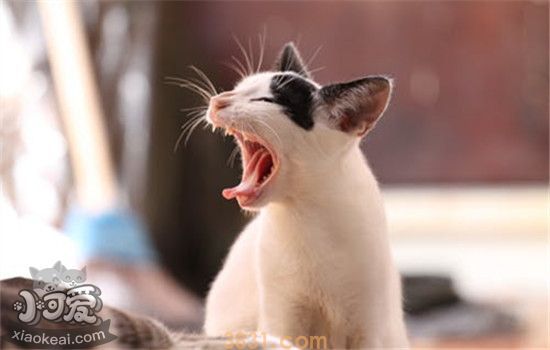 猫应激反应会死吗 猫为什么会出现应激反应(图1)