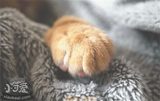 猫咪脚毛怎么修剪 猫咪多久需要剪一次脚毛(图1)