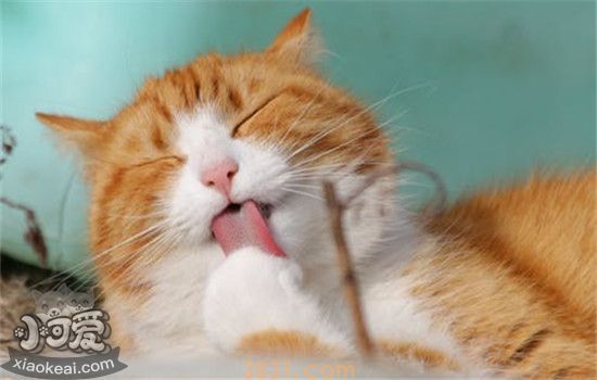 猫咪脚毛怎么修剪 猫咪多久需要剪一次脚毛(图2)
