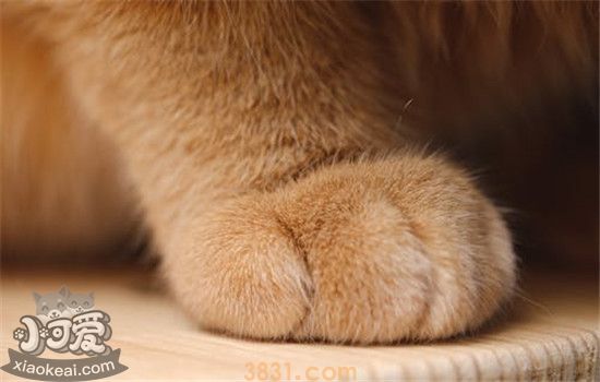 猫咪脚毛怎么修剪 猫咪多久需要剪一次脚毛(图3)