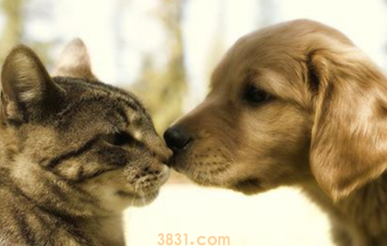 主人有危险猫狗的反应 你有危险的时候你的猫狗做了什么?(图1)