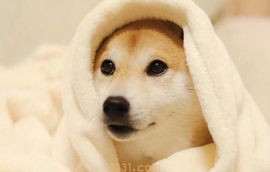 狗狗一直看着主人是什么意思 满满的都是爱哦!(图1)