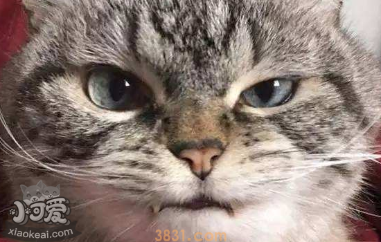 猫抓墙怎么办 猫喜欢抓墙是什么原因(图1)