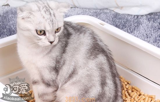 怎么训练猫用猫砂 看完没有上厕所不乖的猫(图2)