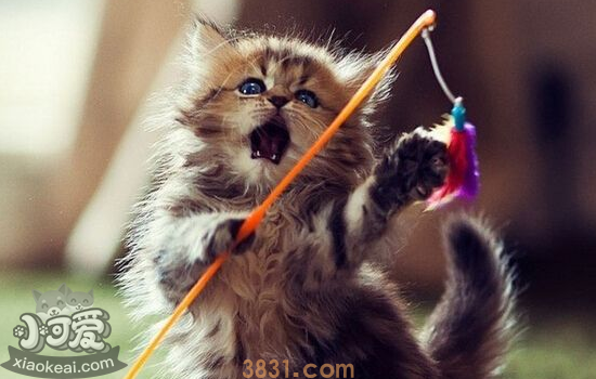 猫喜欢玩卫生纸怎么办 千万不能放任它继续了!(图1)