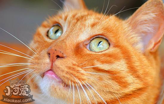 如何训练猫咪上厕所 让你的猫咪做一个乖宝宝(图1)