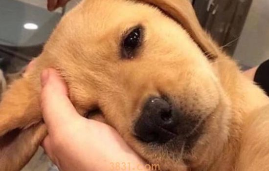 为什么金毛不能做警犬?明明人家和拉布拉多长得那么像!(图1)