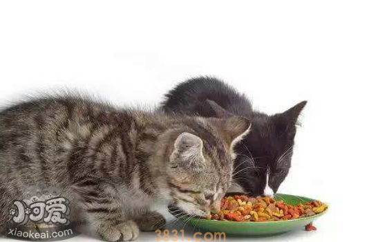 猫喜欢偷吃东西怎么办 该如何教育(图1)