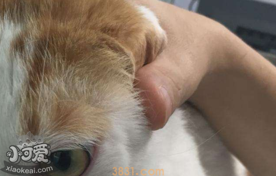 怎么给猫喂药 喂药一定要找对方法哦(图1)