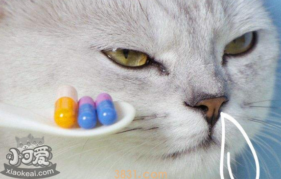 怎么给猫喂药 喂药一定要找对方法哦(图2)
