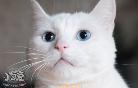 猫乱尿的原因 猫乱尿改怎么办(图1)