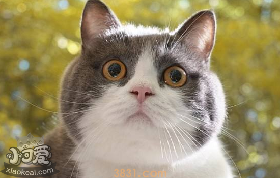猫太调皮了怎么办 该如何调教(图1)