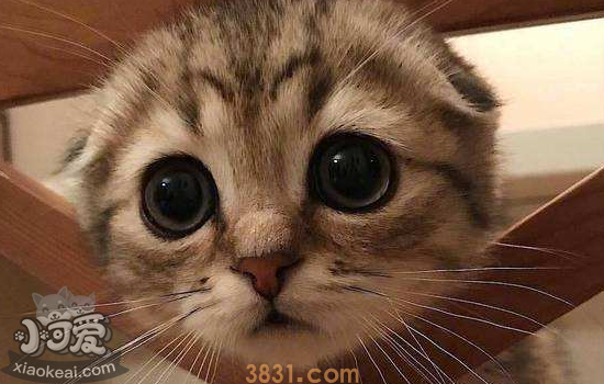 猫太调皮了怎么办 该如何调教(图2)
