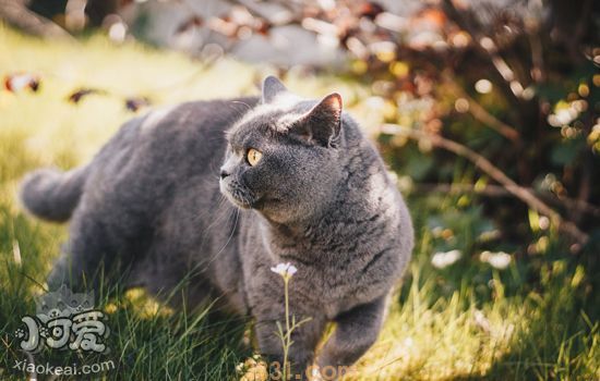 猫晒太阳要注意什么 不合理晒太阳可致癌(图2)