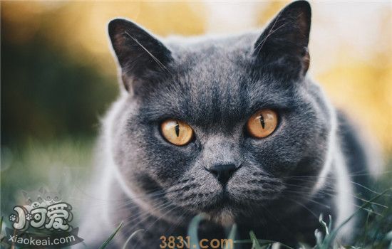 猫拉稀是什么原因 猫咪拉稀吃什么益生菌好(图1)
